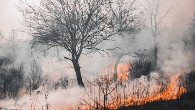 Analisis Hukum Pidana Terhadap Kejahatan Hutan di Indonesia